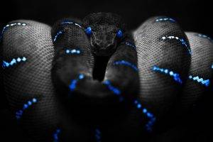 snake blue black selective coloring boa constrictor