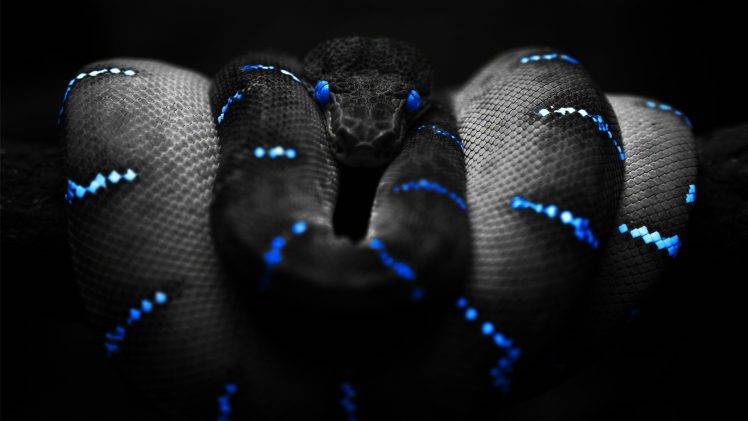 snake blue black selective coloring boa constrictor HD Wallpaper Desktop Background