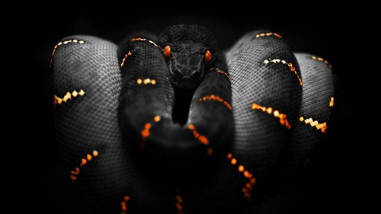 snake orange black selective coloring boa constrictor HD Wallpaper Desktop Background