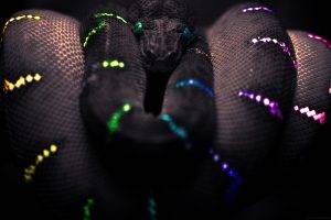 snake black selective coloring boa constrictor