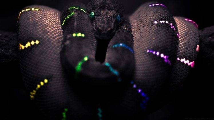 snake black selective coloring boa constrictor HD Wallpaper Desktop Background