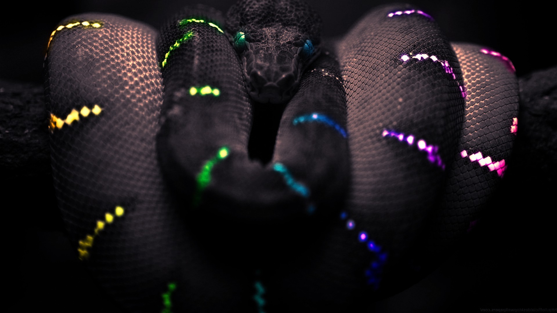 snake black selective coloring boa constrictor Wallpaper