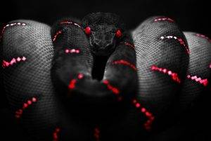 snake red black boa constrictor