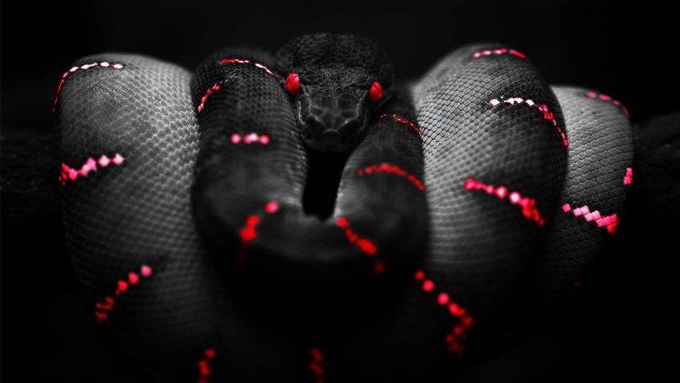 snake red black boa constrictor HD Wallpaper Desktop Background