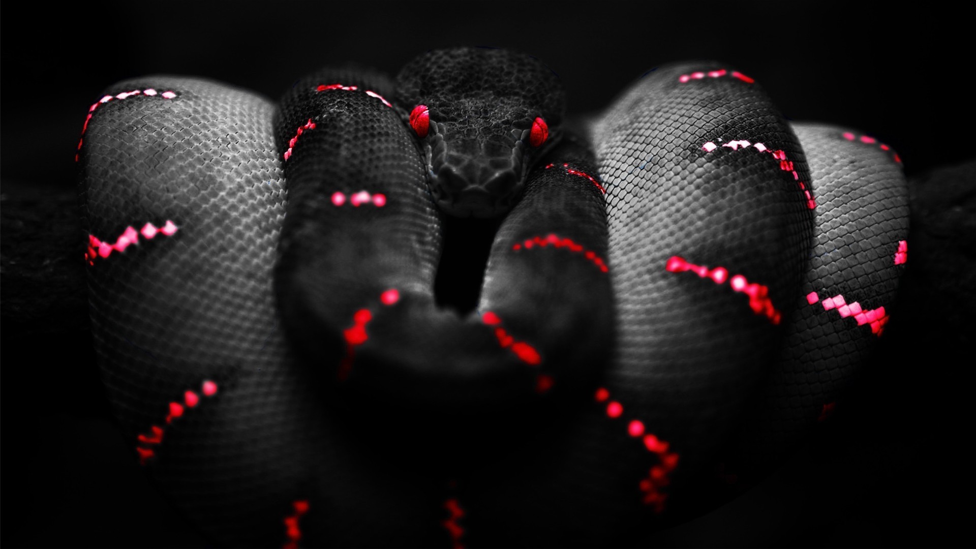 snake red black boa constrictor Wallpapers HD / Desktop and Mobile