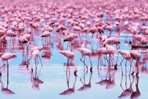 birds flamingos water reflection