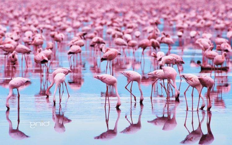 birds flamingos water reflection HD Wallpaper Desktop Background