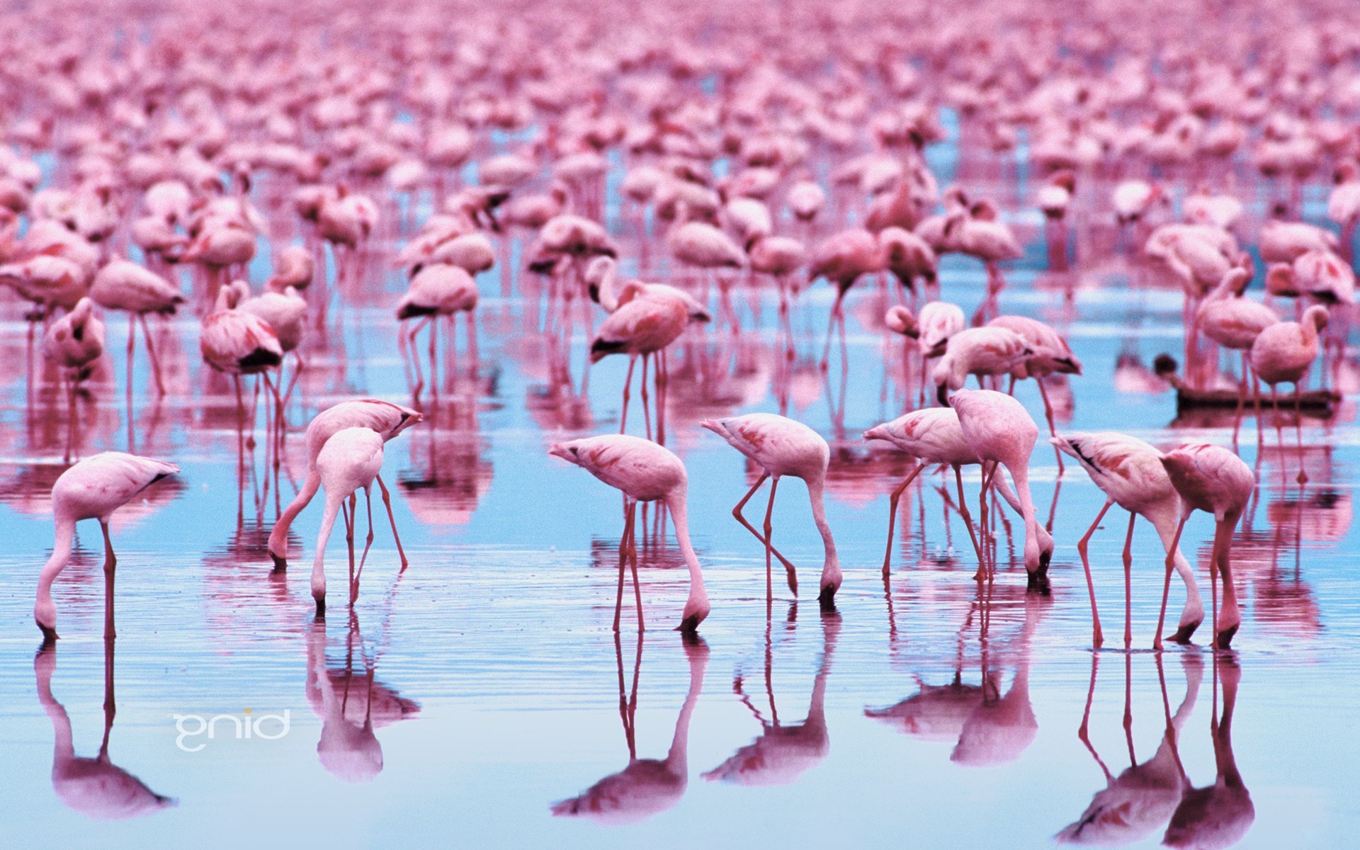 birds flamingos water reflection Wallpaper