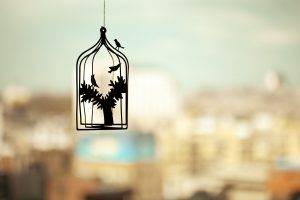 photography silhouette cages birds trees depth of field cityscape