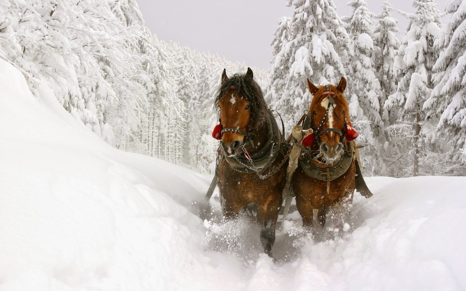 horse snow Wallpaper