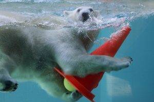 animals cones water polar bears