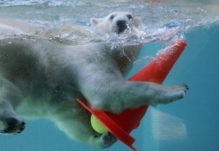 animals cones water polar bears HD Wallpaper Desktop Background