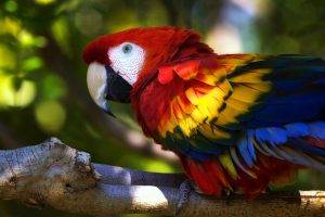parrot macaws branch birds
