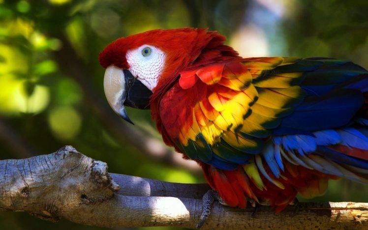 parrot macaws branch birds HD Wallpaper Desktop Background