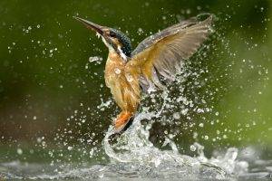 splashes birds kingfisher