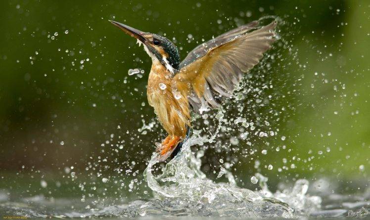 splashes birds kingfisher HD Wallpaper Desktop Background