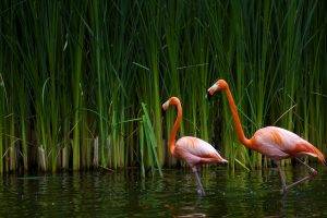 flamingos birds reeds