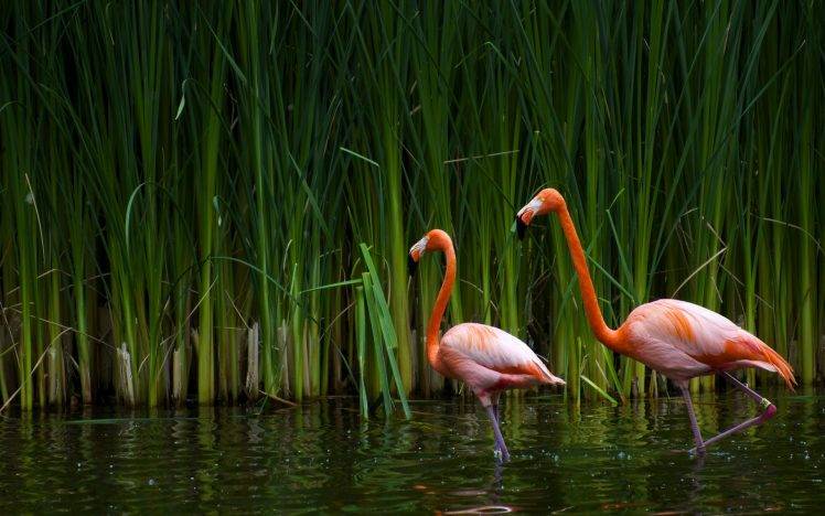flamingos birds reeds HD Wallpaper Desktop Background