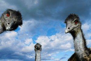 birds emu