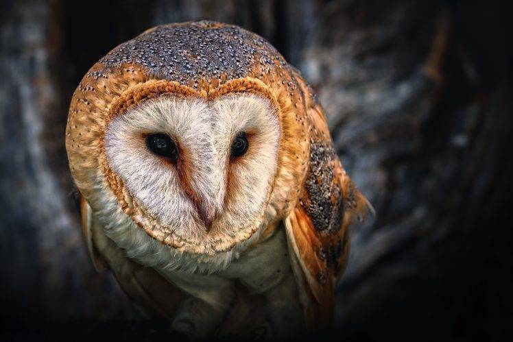 owl birds HD Wallpaper Desktop Background