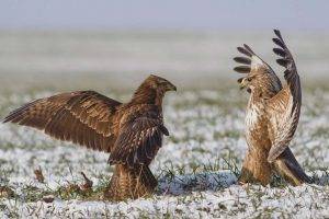 eagle birds snow grass