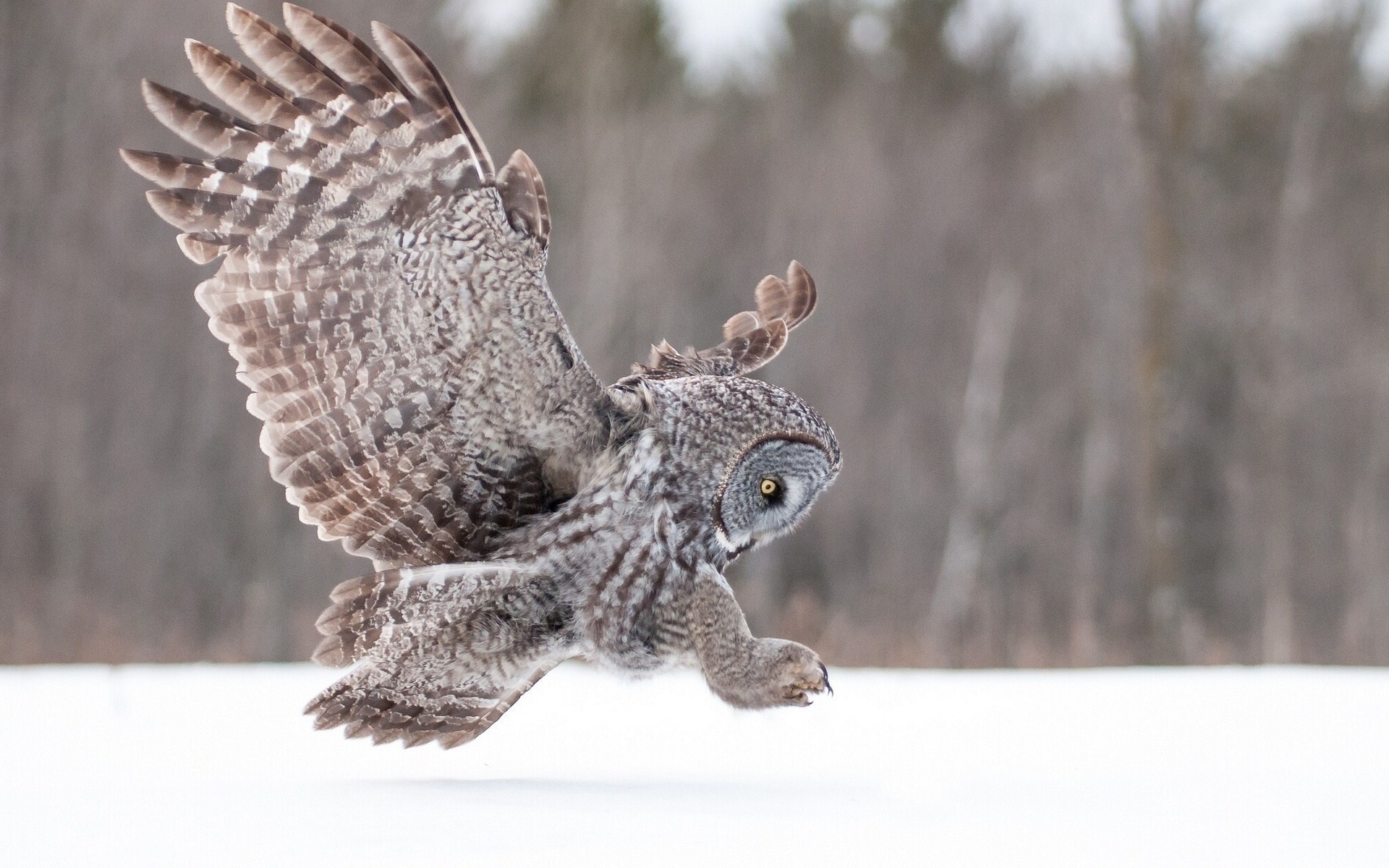 owl birds snow Wallpaper