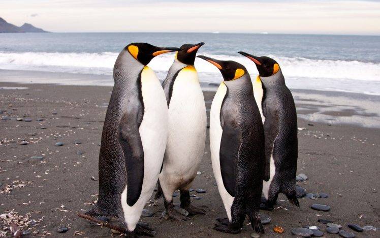 penguins birds beach HD Wallpaper Desktop Background