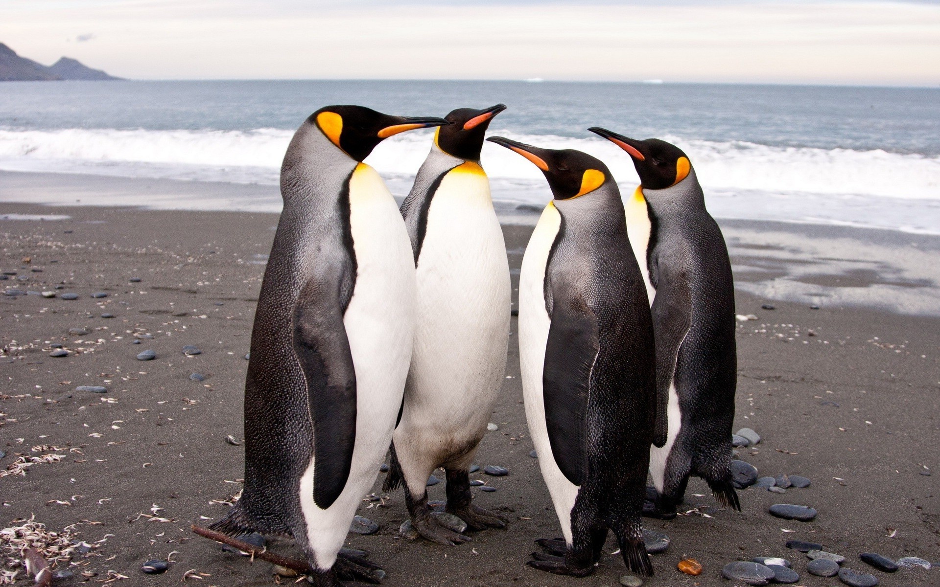 penguins birds beach Wallpaper