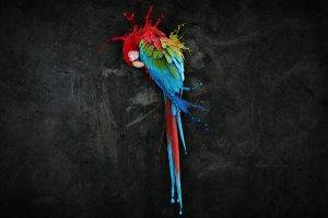 birds colorful parrot