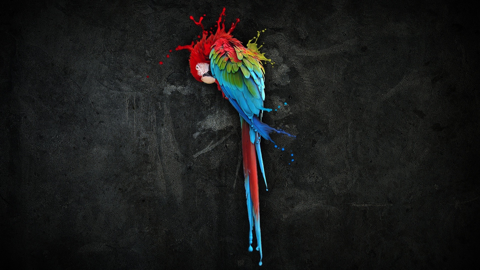 birds colorful parrot Wallpaper