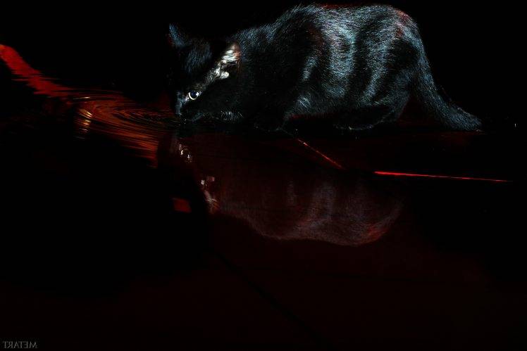 cat black water devil met art HD Wallpaper Desktop Background