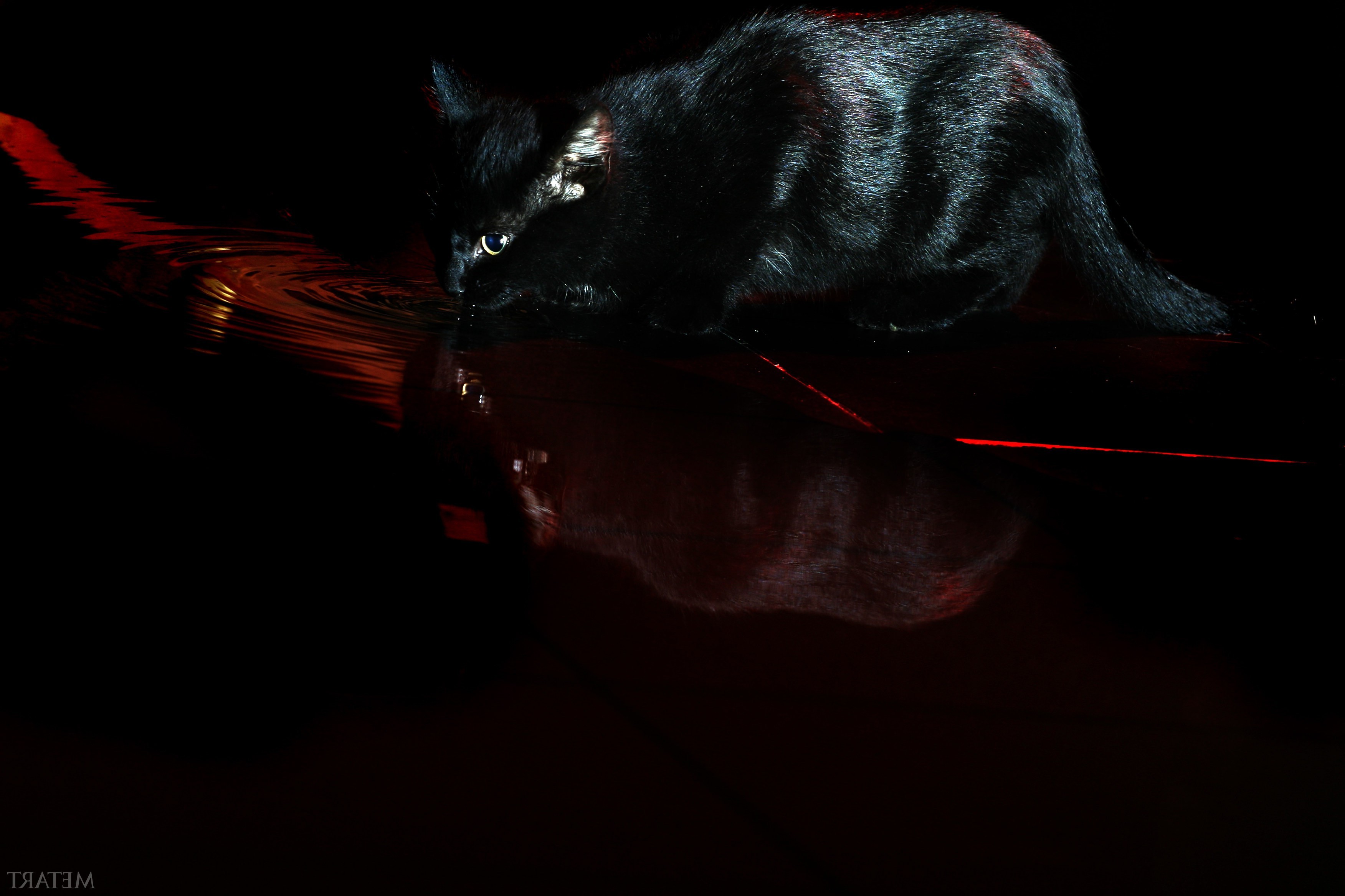 cat black water devil met art Wallpaper