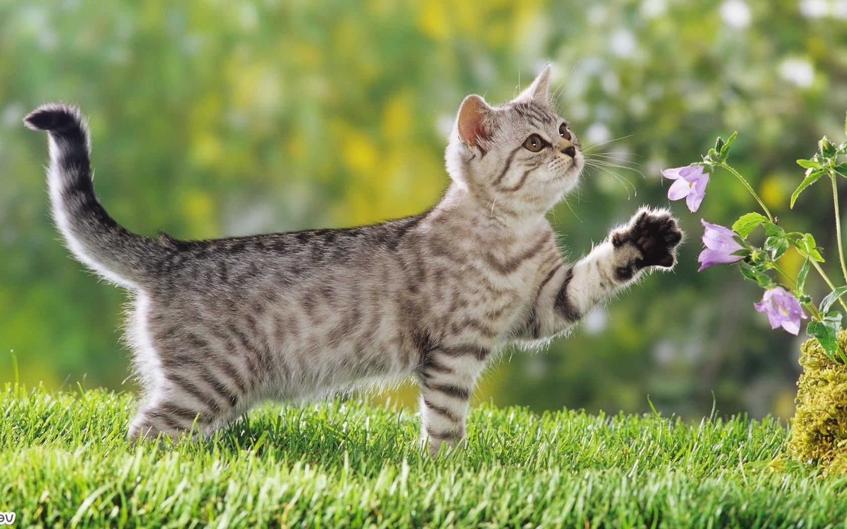 cat Wallpaper