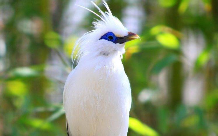 birds bali starling HD Wallpaper Desktop Background