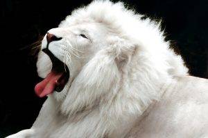albino lion