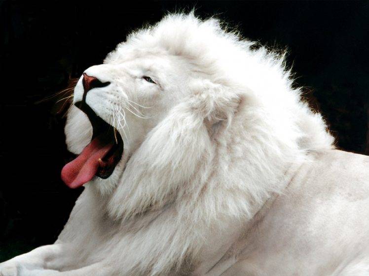 albino lion HD Wallpaper Desktop Background