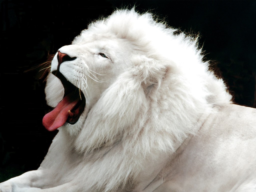albino lion Wallpaper