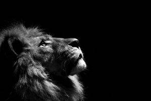 lion monochrome