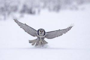 owl birds snow