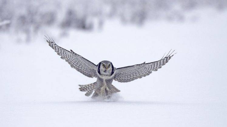 owl birds snow HD Wallpaper Desktop Background