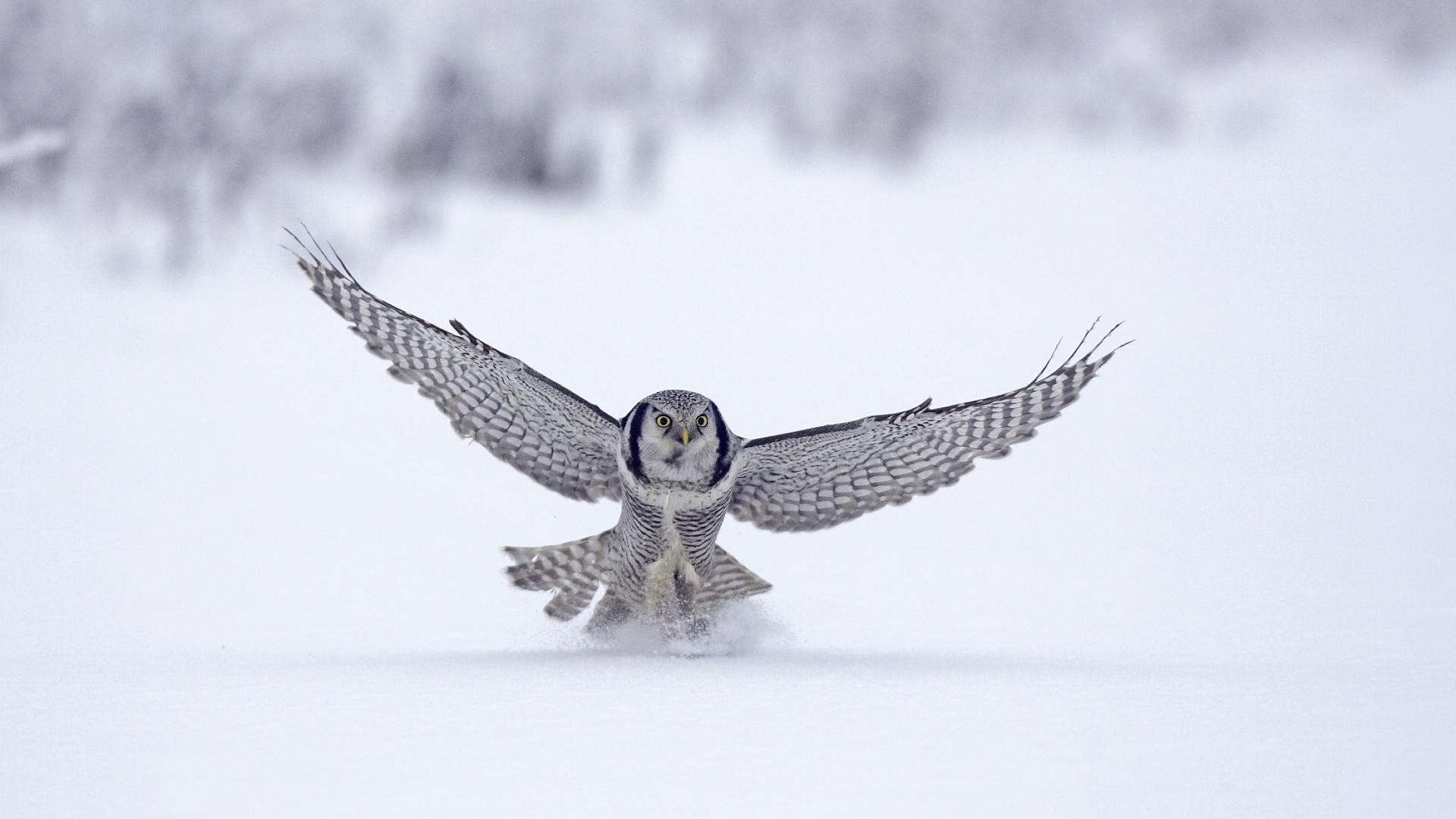 owl birds snow Wallpaper