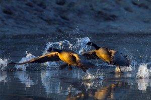 duck couple water splashes birds