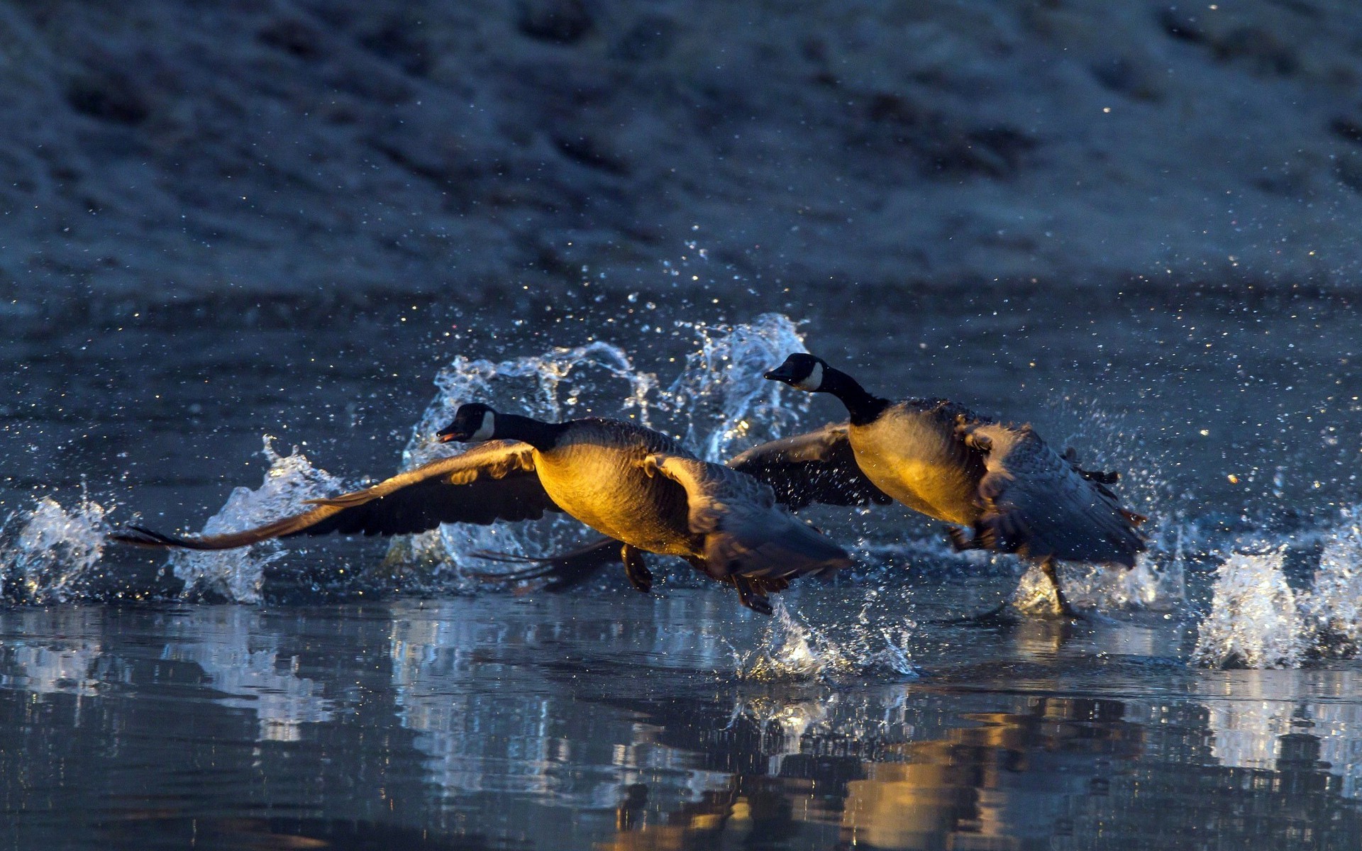 duck couple water splashes birds Wallpaper