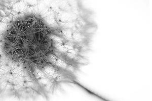 dandelion dew monochrome