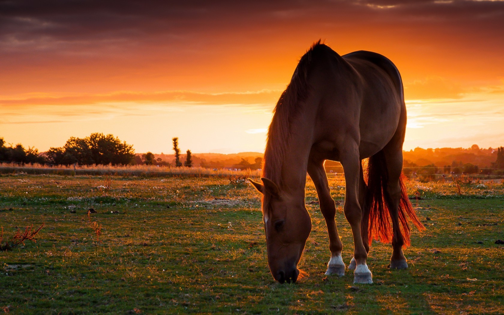 horse sunset Wallpaper