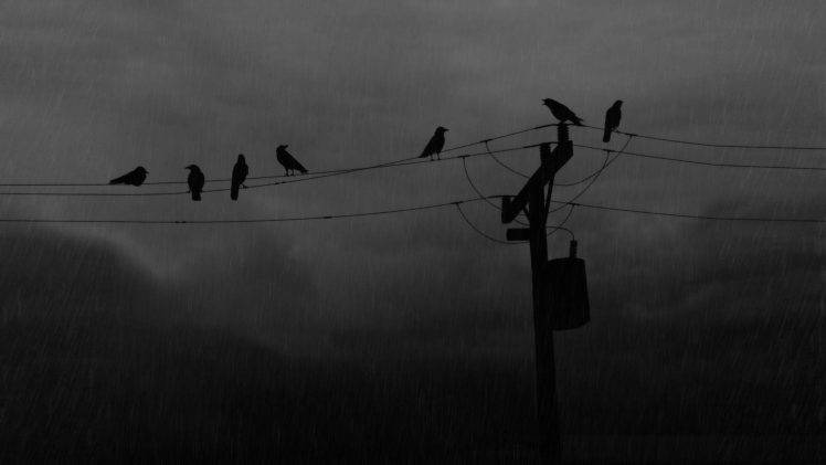 birds raven utility pole HD Wallpaper Desktop Background