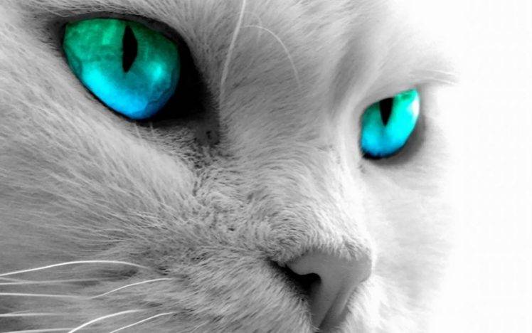 cat blue eyes HD Wallpaper Desktop Background