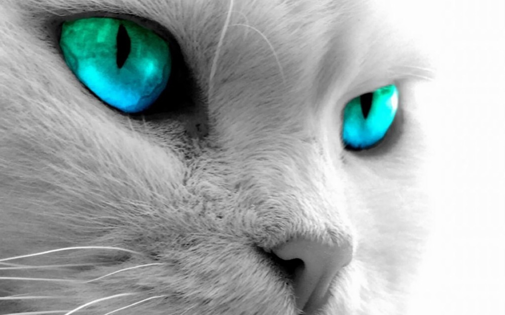 cat blue eyes Wallpaper