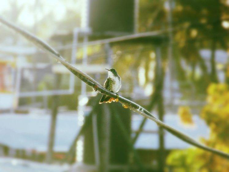 twigs birds HD Wallpaper Desktop Background