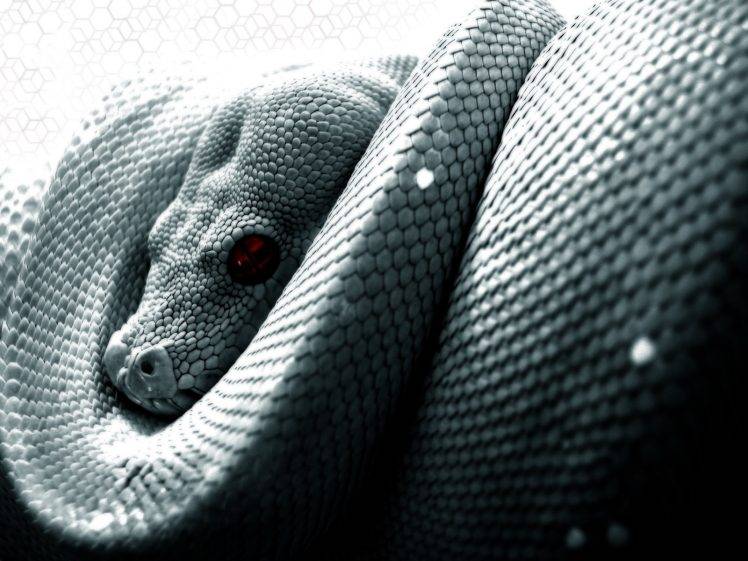 snake scales python reptile HD Wallpaper Desktop Background